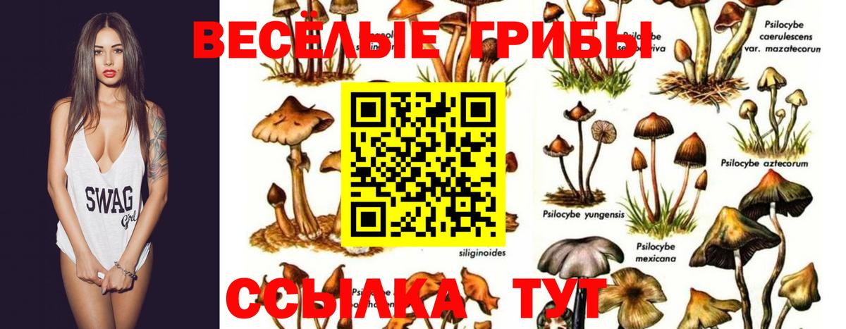 Псилоцибиновые грибы GOLDEN TEACHER  Псилоцибиновые грибы Magic Shrooms  Ярославль  Вход с VPN 
